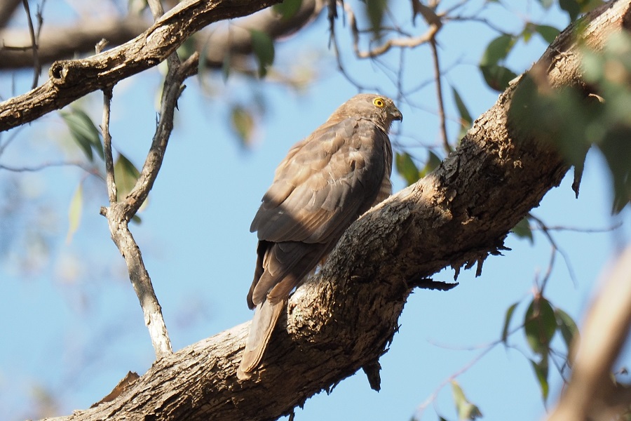 Adult Collared Sparrowhawk 739