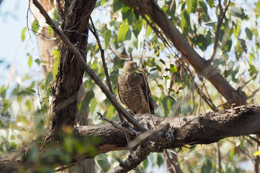 Adult Collared Sparrowhawk with prey 712