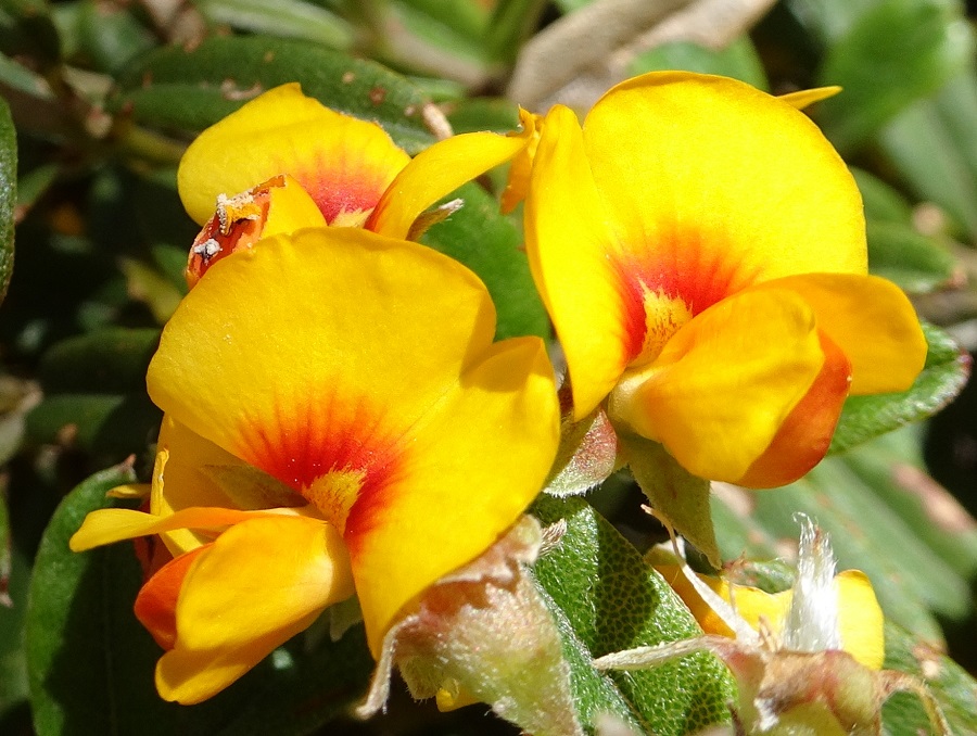 Alpine Podolobium P. alpestre