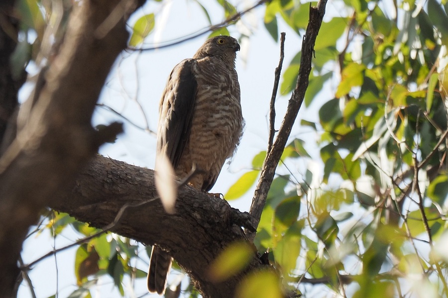 Adult Collared Sparrowhawk showing imm barring 753