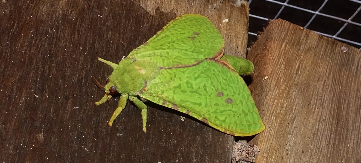 Aenetus eximia Ghost Moth Bruthen