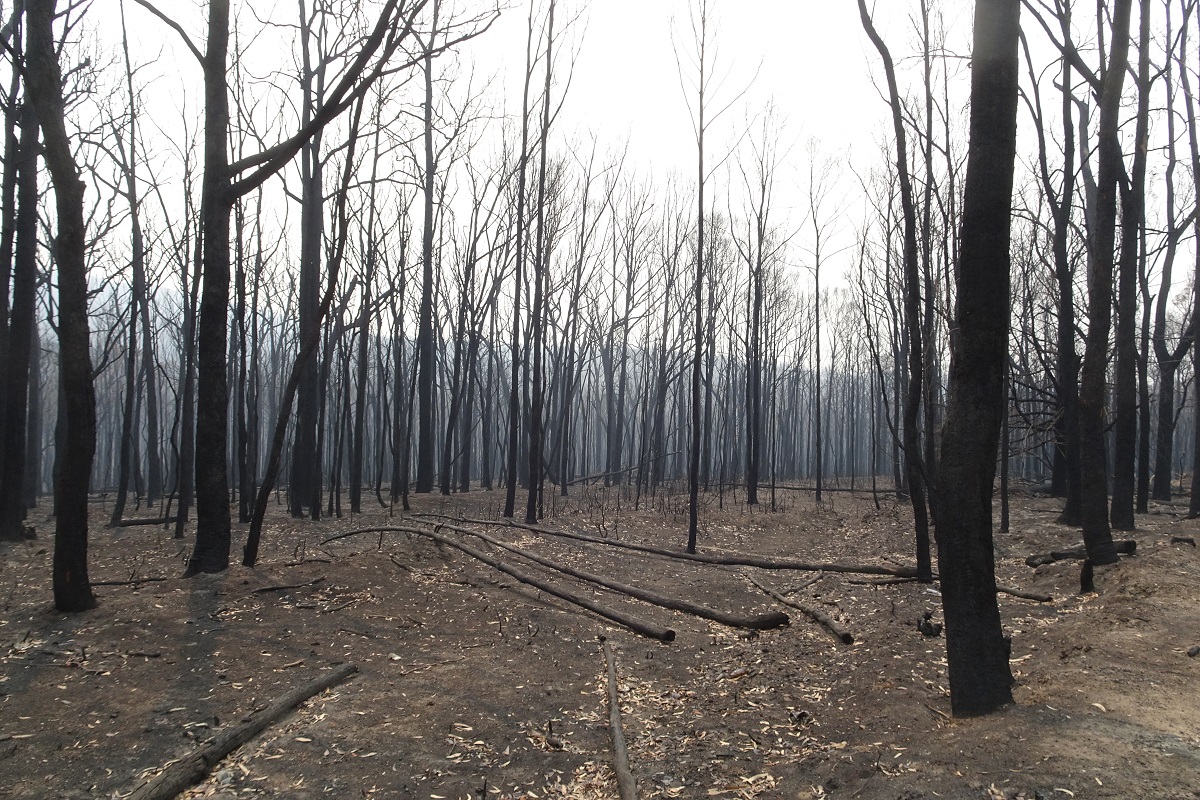 Ash range 3 weeks post fire January 2020