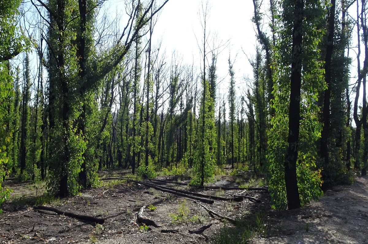 Ash range 6 months post fire June 2020
