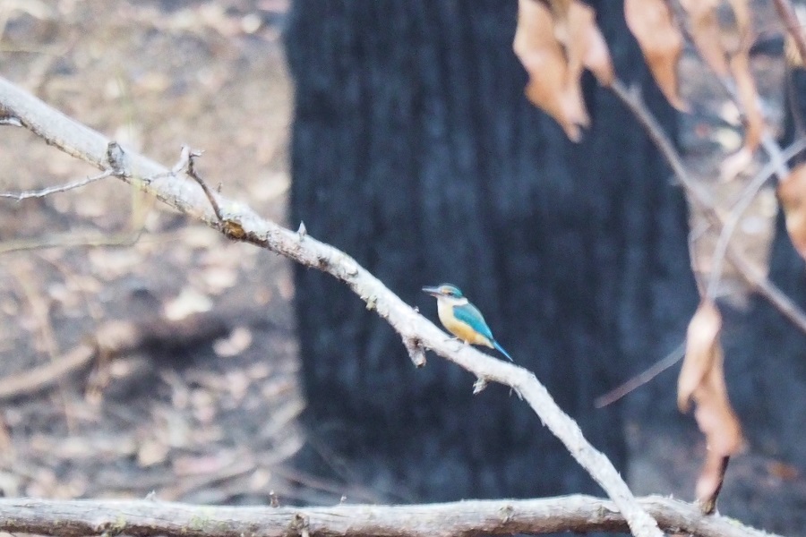 Birds Sacred Kingfisher 4 weeks post fire