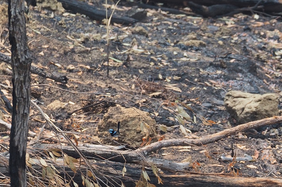 Birds Superb Blue Wren 3 weeks post fire