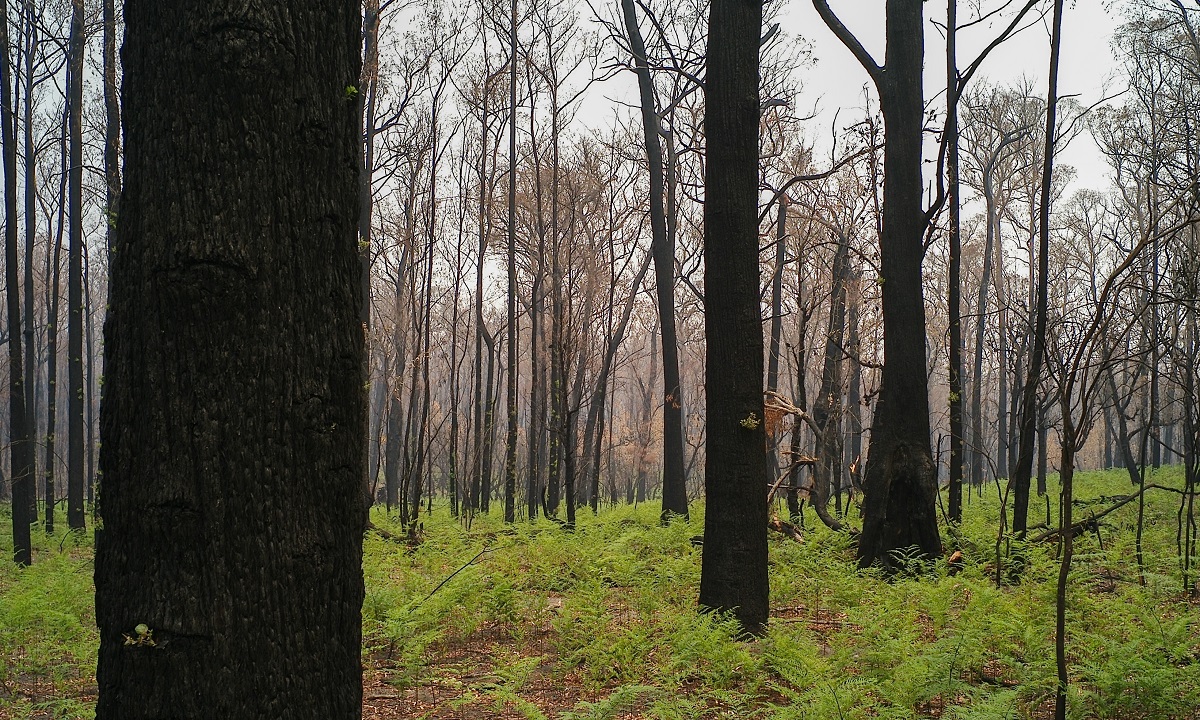 Bracken fern in burnt forest P Lawrence