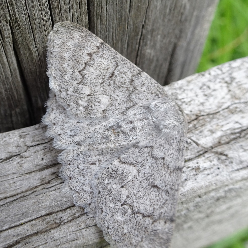 Crypsiphona ocultaria Red lined Looper near Bruthen top