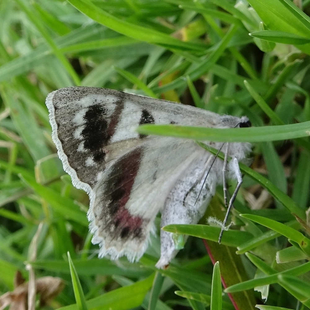 Crypsiphona ocultaria Red lined Looper near Bruthen underside
