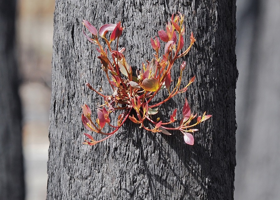 Epicormic growth within 8 weeks post fire