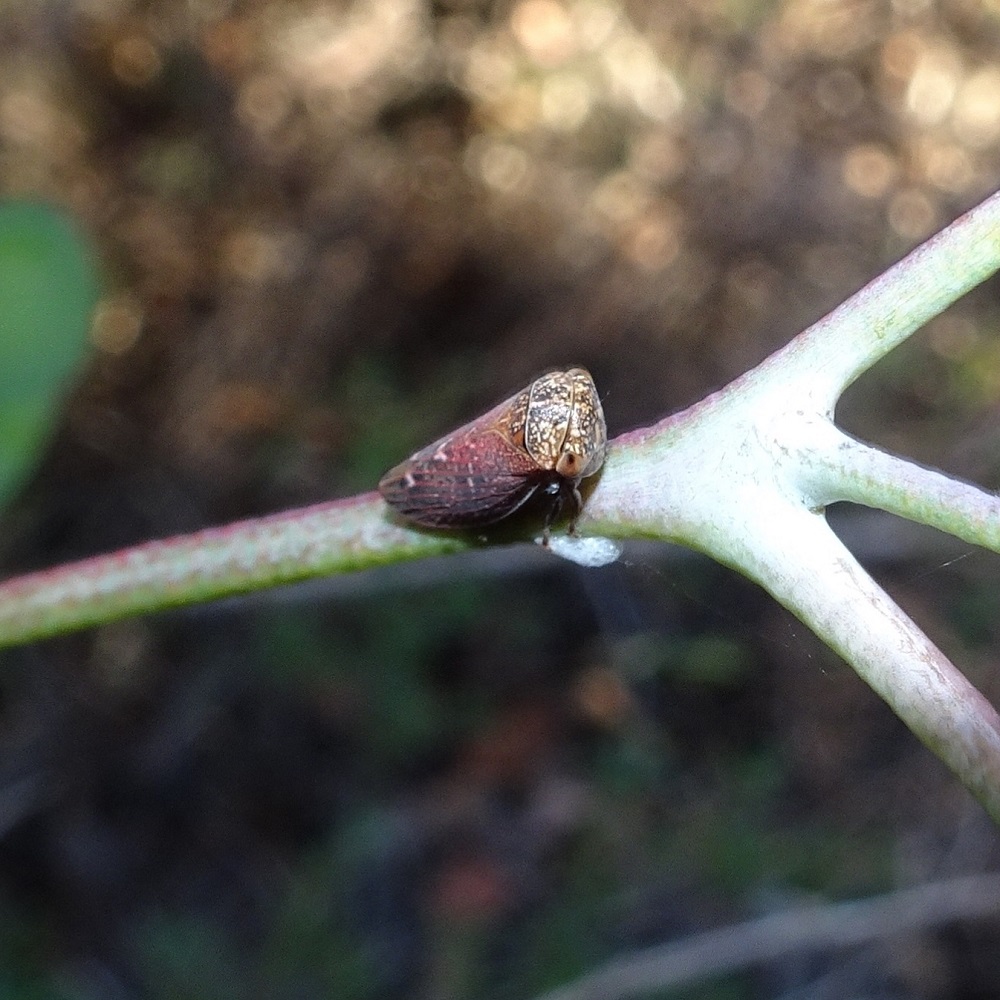Eurymelinae Leafhopper Bruthen