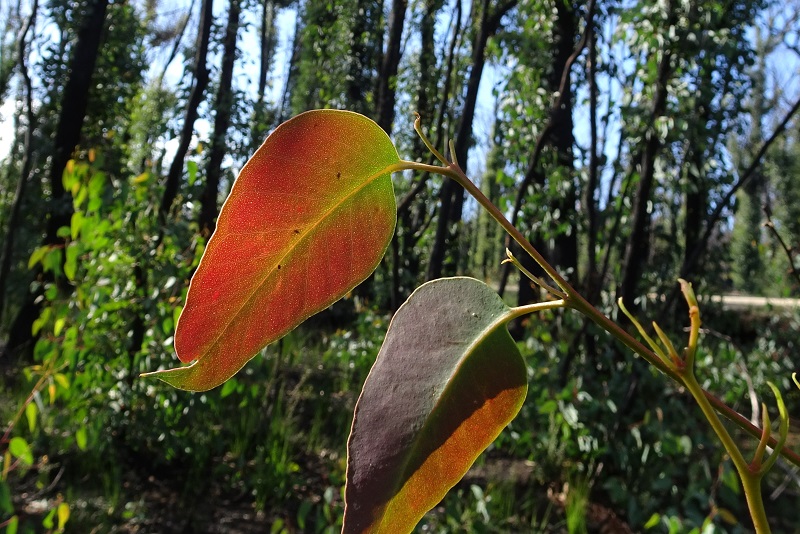Fire Recovery East Gippsland Blog