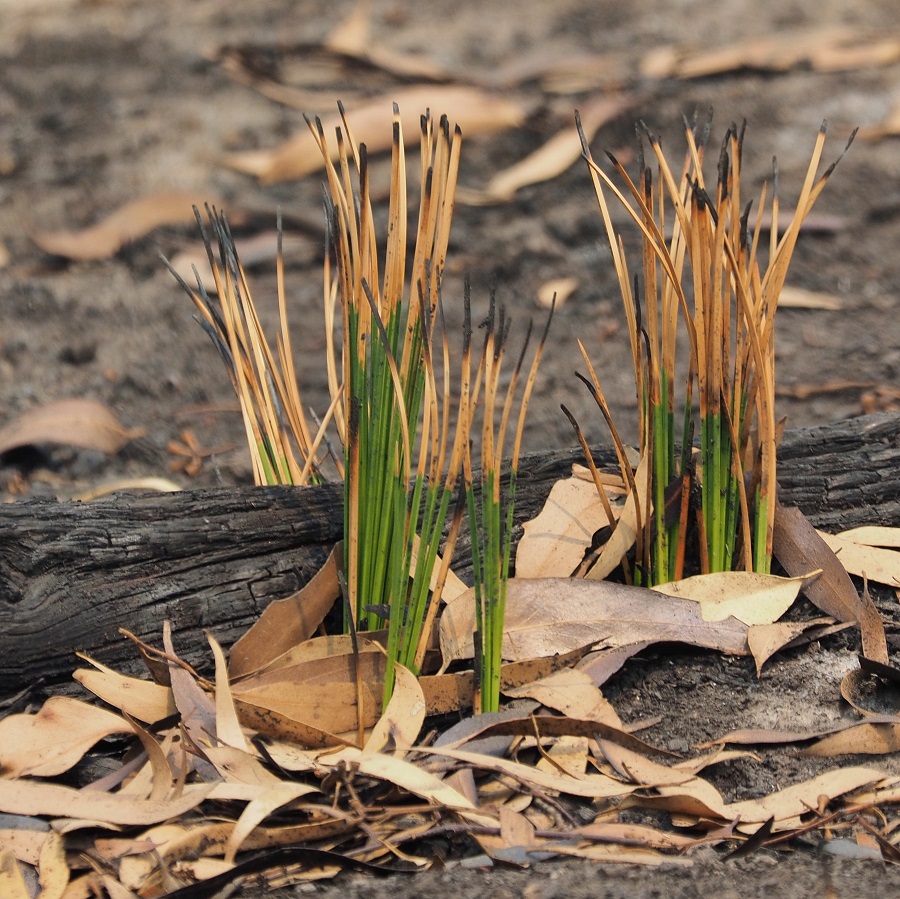 First 3 weeks Xanthorrhoea emerging