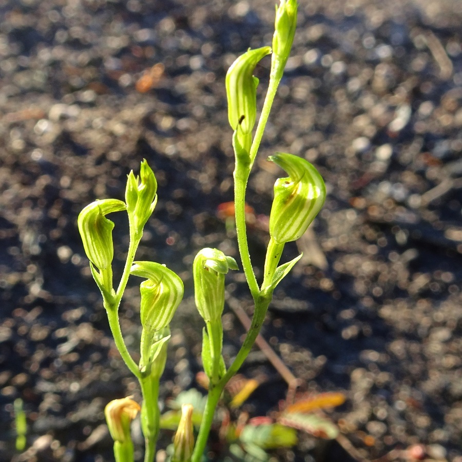 Flowers on Tiny Greenhood Pterostylis parviflora