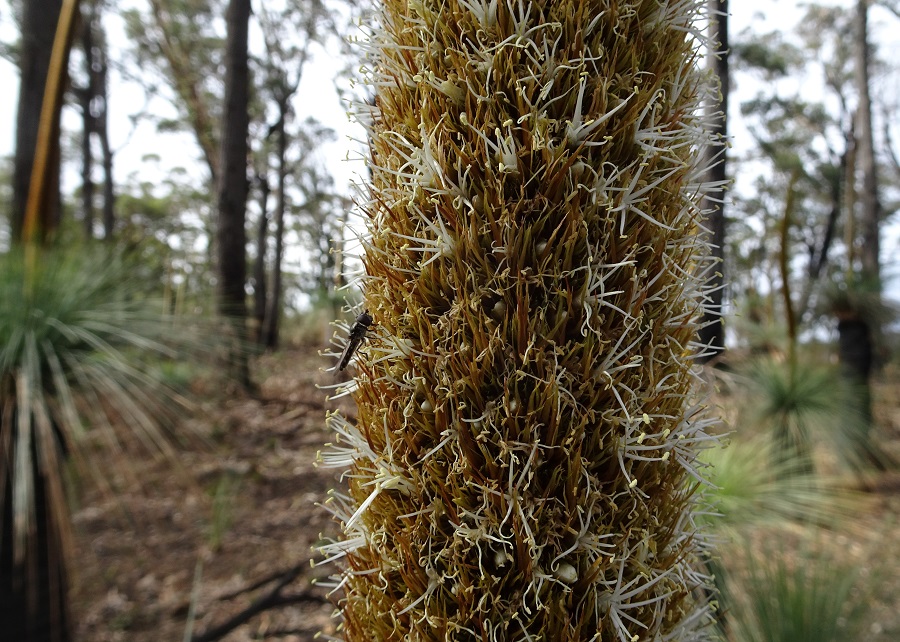 Flowers Grasstree Xanthorrhoea australis D
