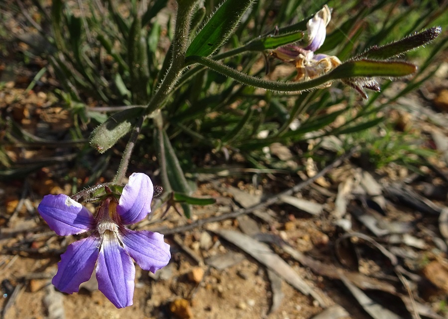 Flowers Scaevola ramosissima Hairy Fan Flower