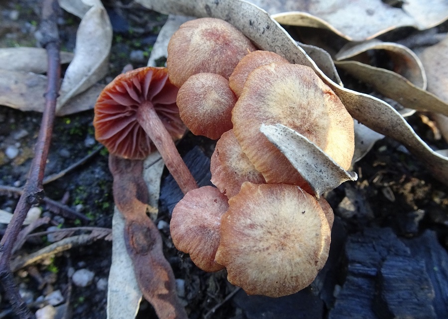 Fungi a Laccaria species post fire