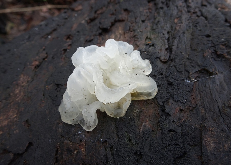 Fungi on a burnt log Jelly fungi