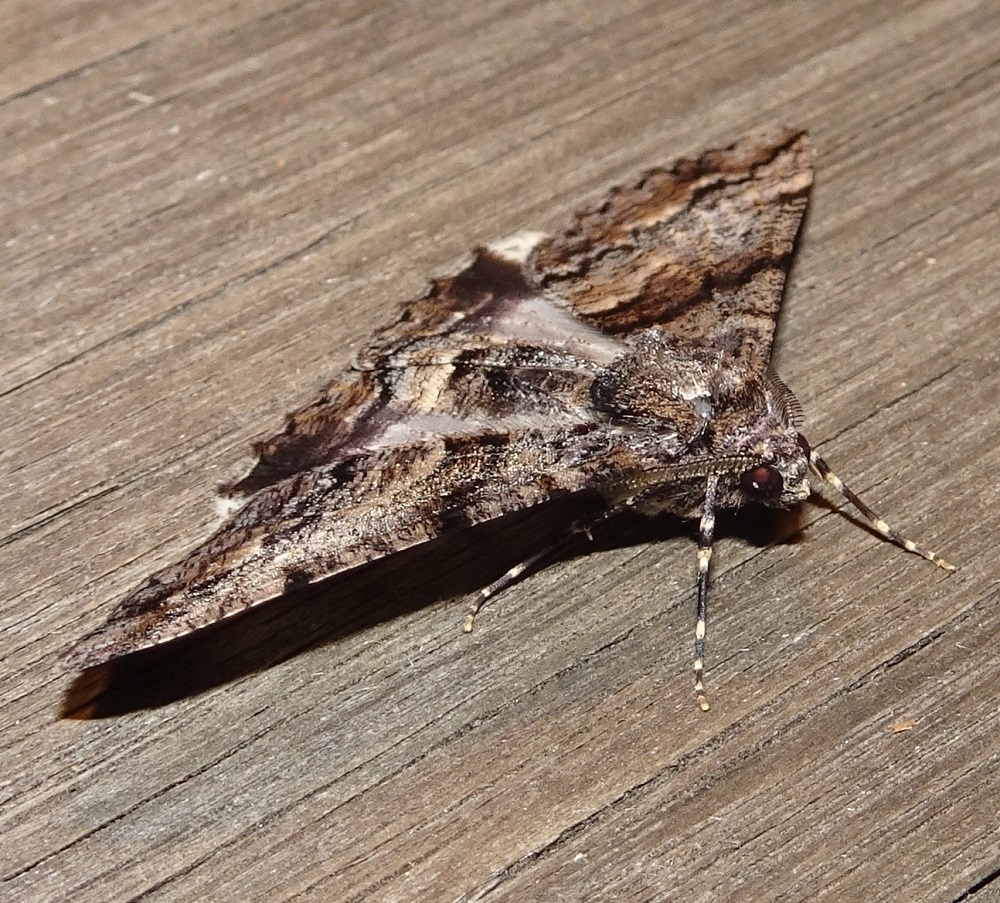 Gastrinodes argoplaca Cryptic Bark Moth  Bruthen a