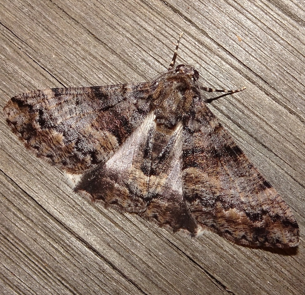 Gastrinodes argoplaca Cryptic Bark Moth  Bruthen b