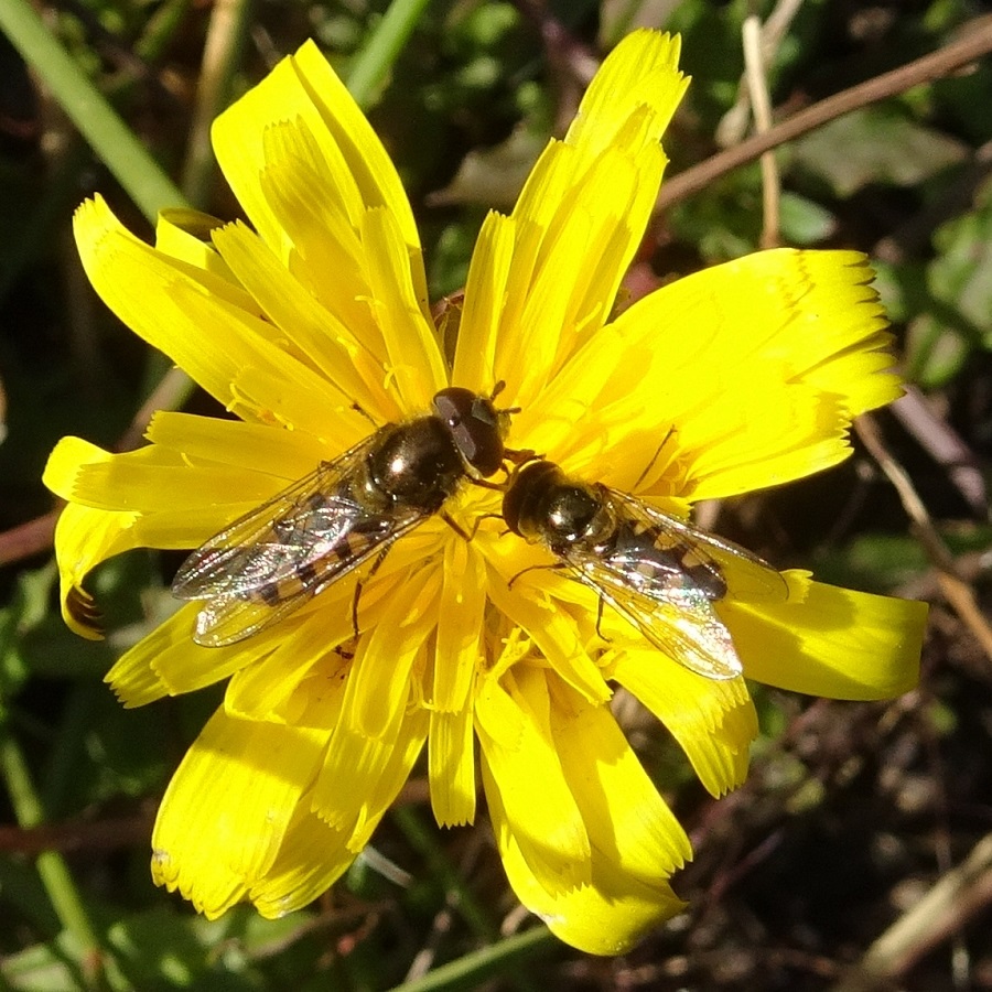 Invertebrates Hoverfies on a daisy