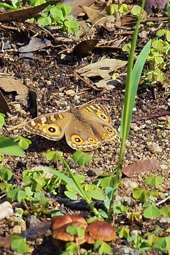 Invertebrates Junonia villida Meadow Argus Butterfly