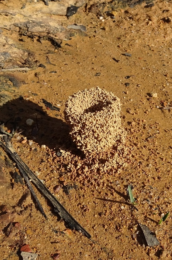 Invertebrates Mound built by Ants