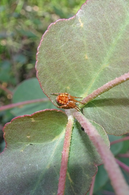 Invertebrates a tiny orange spider in the leaves