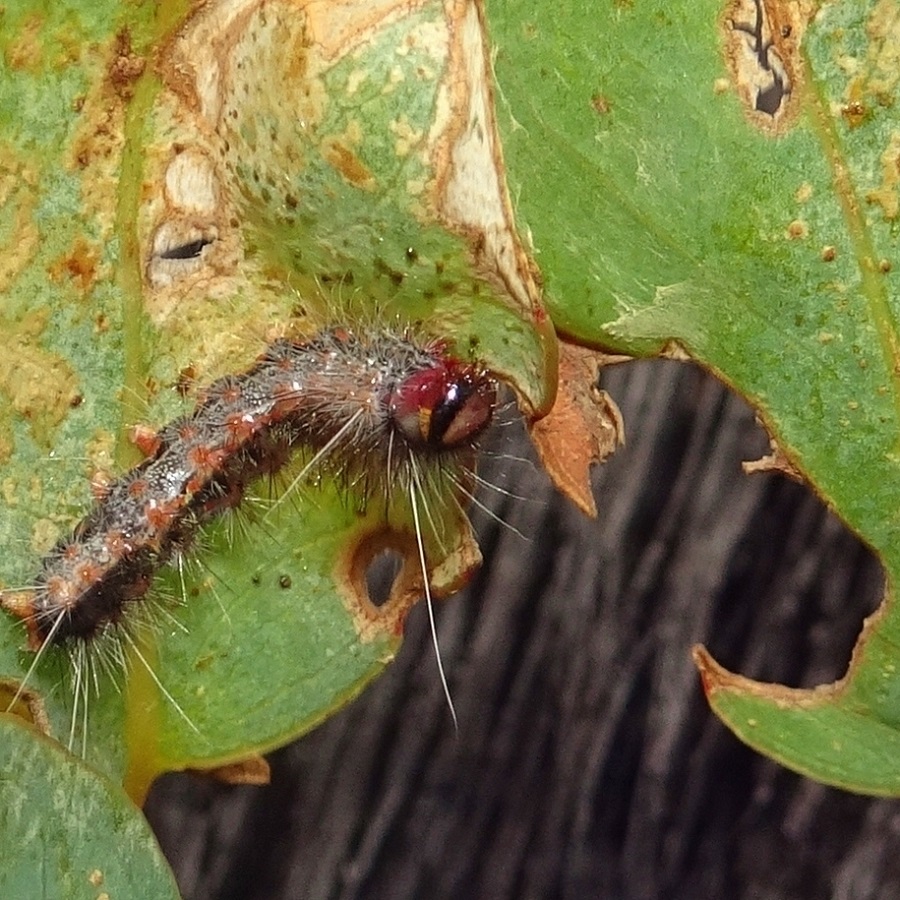 Invertebrates a very hungry caterpillar