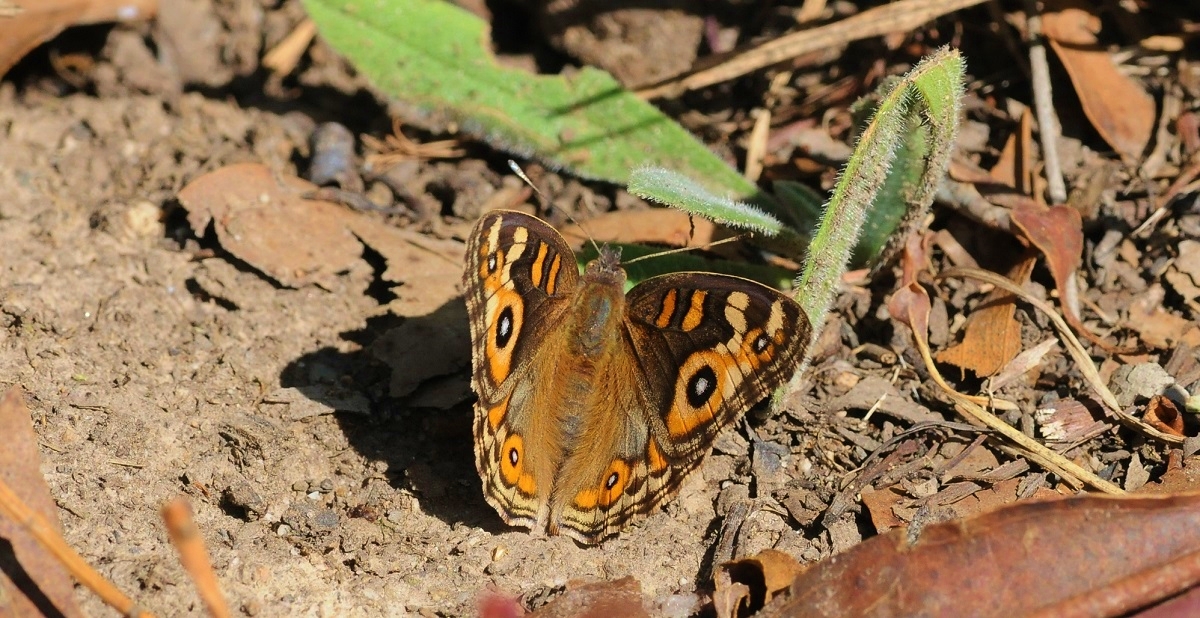 Junonia villida Meadow Argus Bruthen
