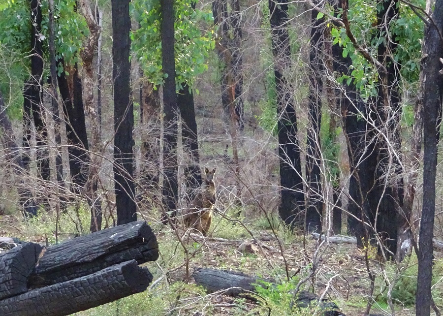 Mammals Black Wallaby fire survivor