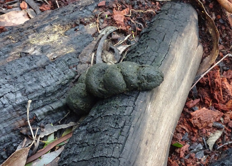 Mammals Wombat scat