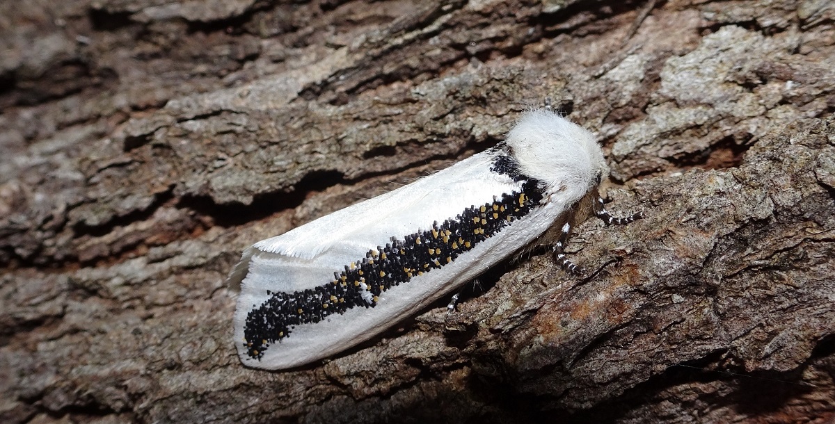 Oenosandra boisduvalii  Boiduvals Autumn Moth female Bruthen
