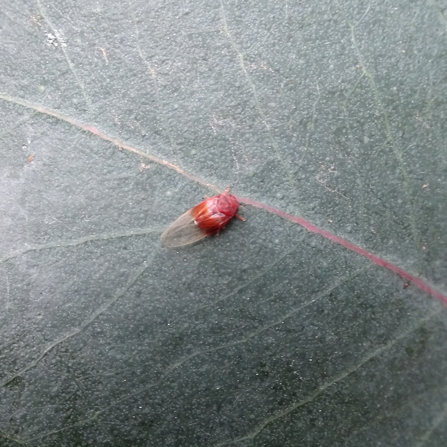 Psyllid a tiny sap sucking bug