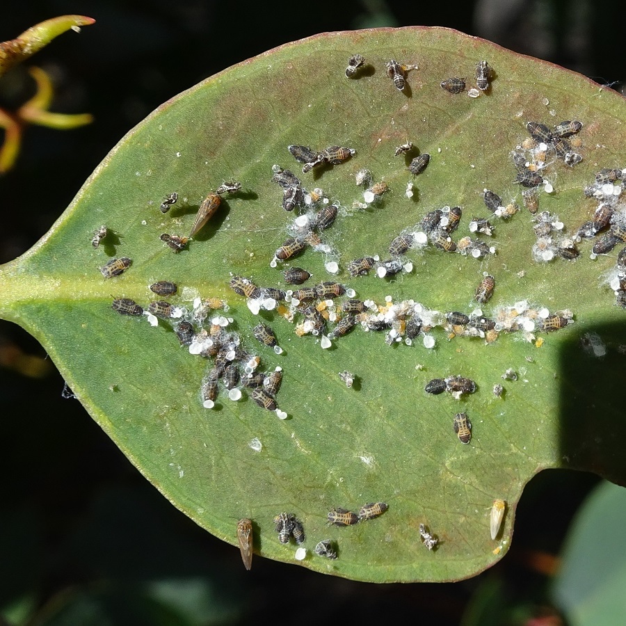 Psyllids and Lerps crowded on a eucalyptus leaf
