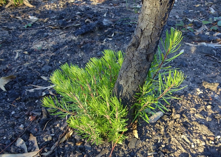 Resprout at base of Narrow leaf Geebung Persoonia linearis