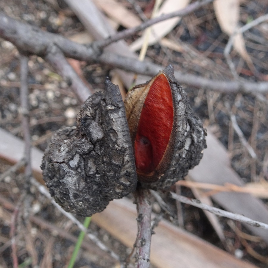 Resprout Seed pod of Tree Hakea Hakea eriantha