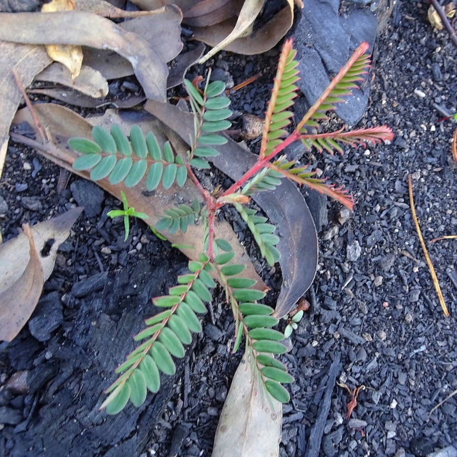 Resprout Sunshine Wattle Acacia terminalis