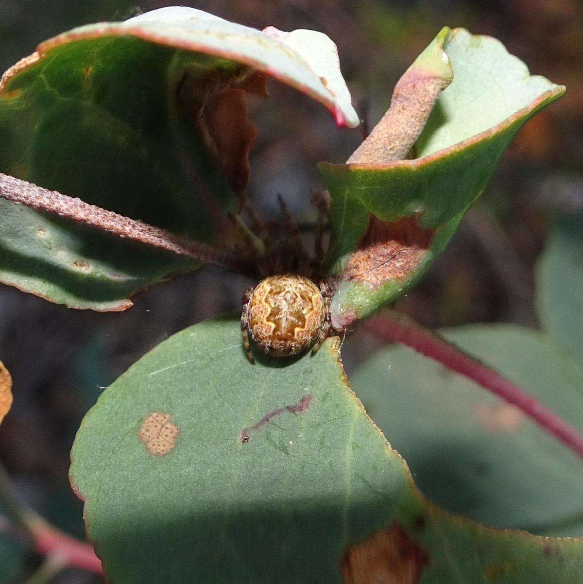 Spider 1