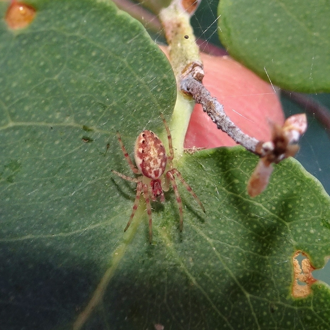 Spider pink 4