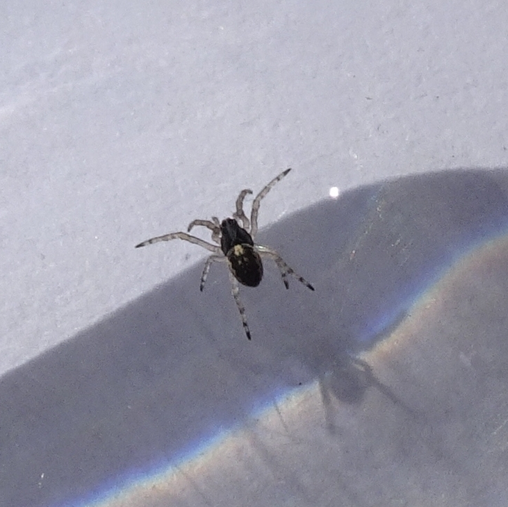 Spiderling at Bruthen c