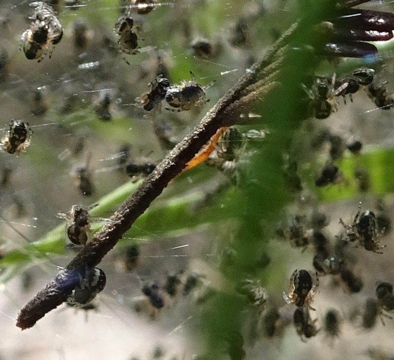 Spiderlings in web at Bruthen d