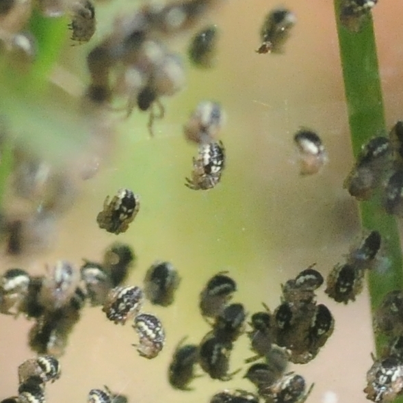 Spiderlings in web atBruthen b
