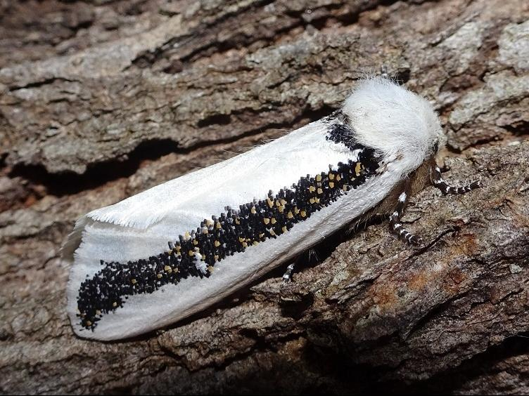 Tiny Wildlife of East Gippslannd during Autumn Boiduvals Autumn Moth