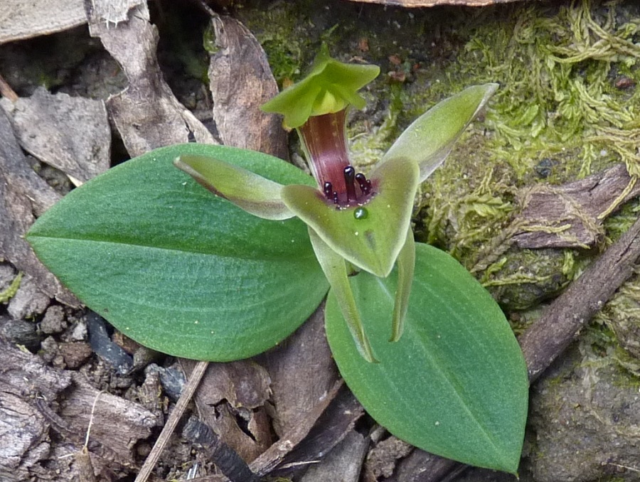 Common bird Orchid Mallacoota
