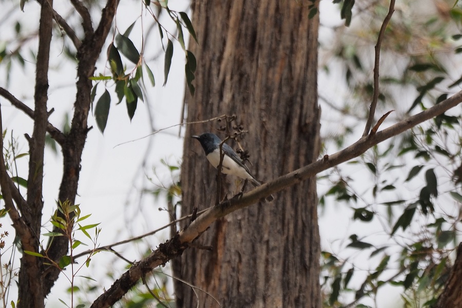 Leaden Flycatcher 577