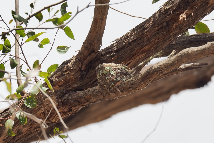 Leaden Flycatcher nest 564
