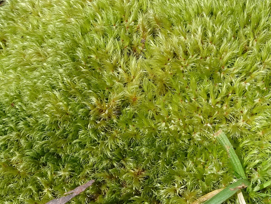 Moss Errinundra