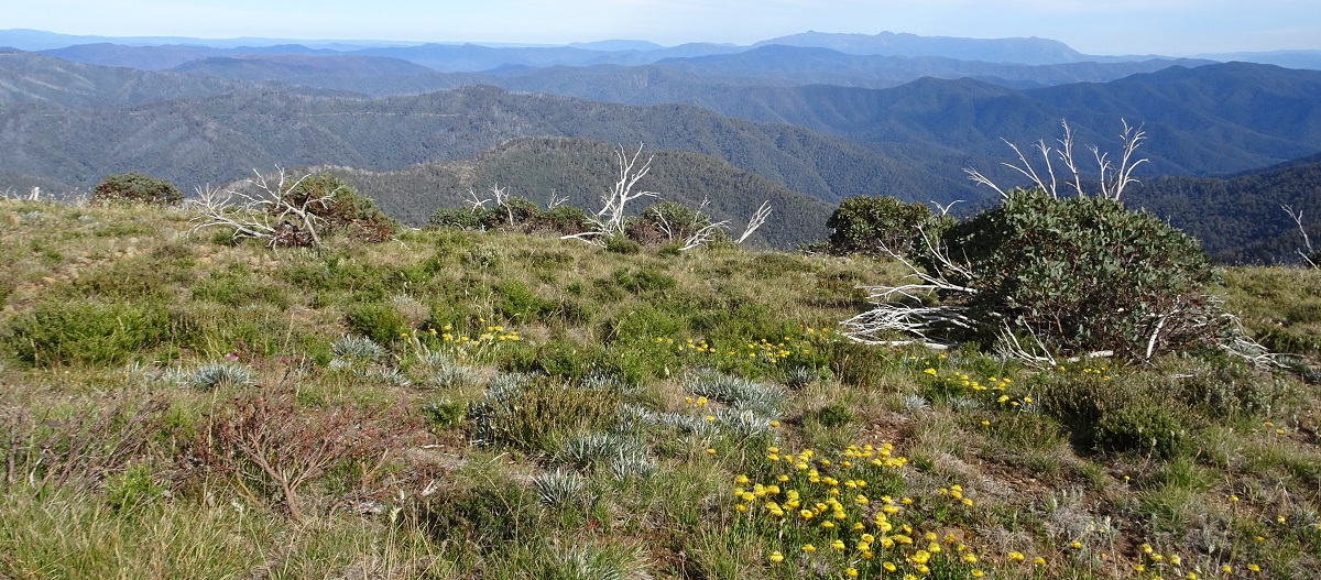Mountains and wildflowers