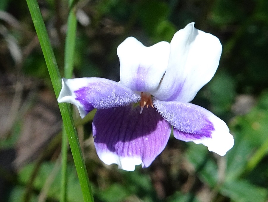 Native Violet
