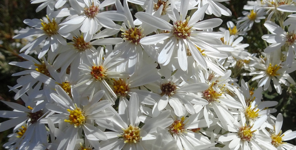 Olearia Alpine National Park